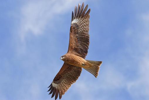 翼を広げて滑空するトンビ 鳶,トビ,トンビの写真素材