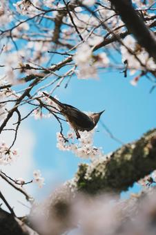 Cherry blossoms and birds, JPG