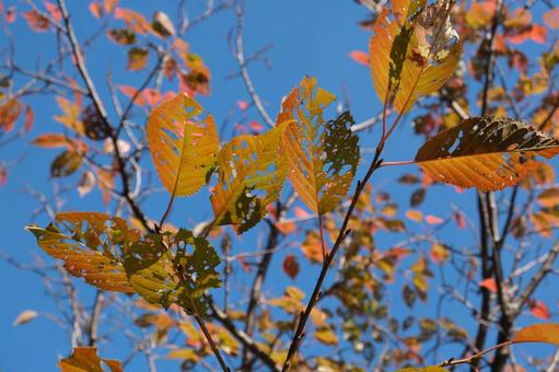 虫食いの穴が開いた紅葉の葉と青空 紅葉,虫食い,葉の写真素材
