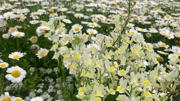 春の花 春の花の写真