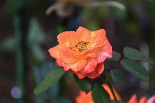 オレンジ色 花,植物,秋の写真素材