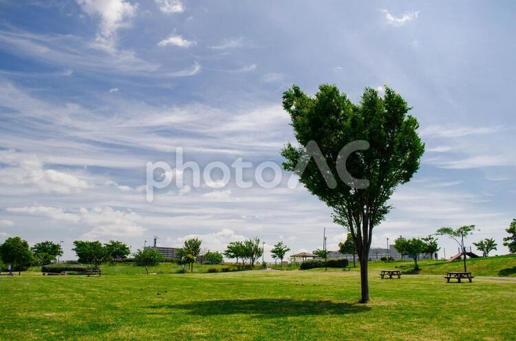 公園の木 公園,木,芝生の写真素材