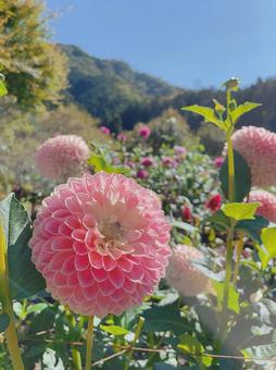 花 花の写真