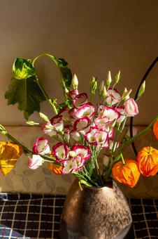 Photo, turkey powder, cheeks, ikebana, 