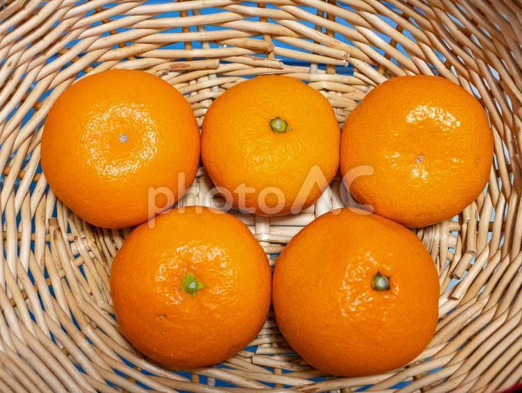 かごの中に入った5個のみかん みかん,蜜柑,果物の写真素材