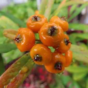 ピラカンサ ピラカンサ,実,植物の写真素材