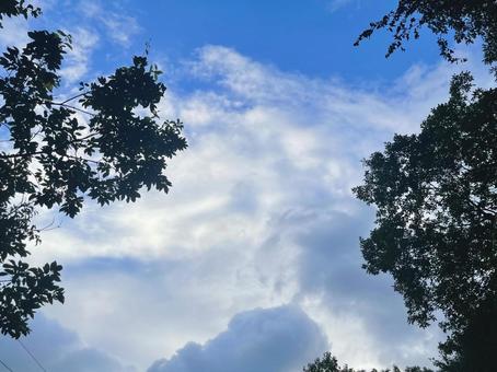 緑の木と夕空 緑の木と夕空 空,木,晴れの写真素材