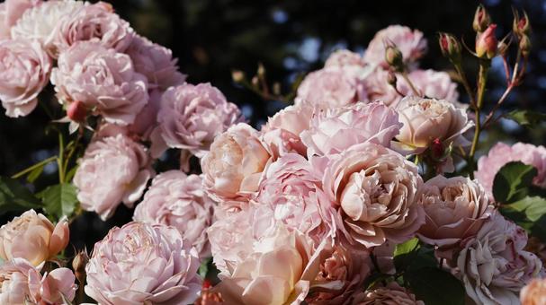 【花の写真】ばらの花 rose,植物,園芸の写真素材