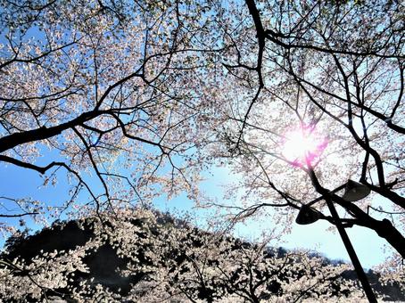 桜の花と太陽 桜の花と太陽の写真