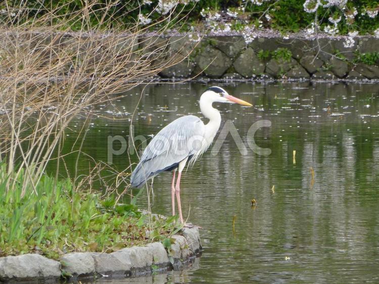 池の岸辺で水面を見つめるアオサギ アオサギ,鳥,野鳥の写真素材
