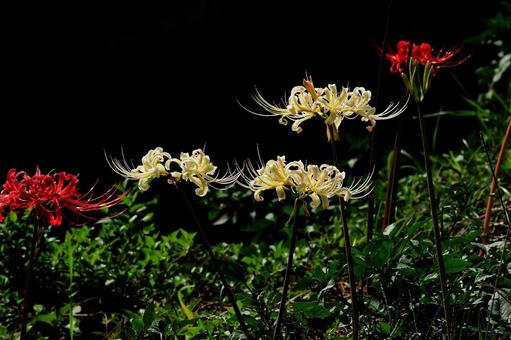 白と赤の彼岸花 暗い背景 白と赤の彼岸花 暗い背景の写真