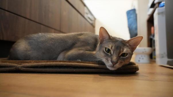 Photo, abyssinian, kitty litter, cat, 