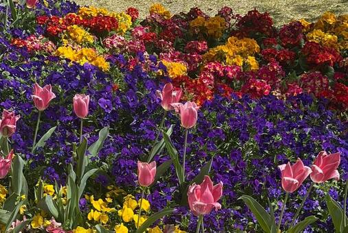 春の花壇 春の花壇 花,華,植物の写真素材