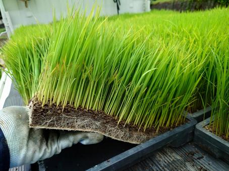 田植え前の稲(苗)② 田植え前の稲(苗)② 田んぼ,稲,米の写真素材