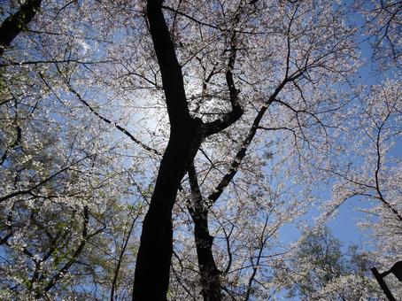 April Cherry Blossoms-25, JPG