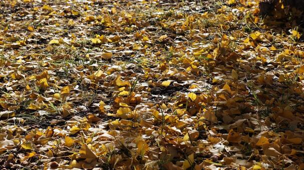 銀杏の落ち葉 銀杏,11月,冬の写真素材
