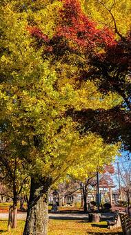 公園で並んで紅葉するイチョウとモミジ イチョウ,モミジ,カエデの写真素材