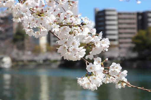Yoshino cherry blossom up, JPG