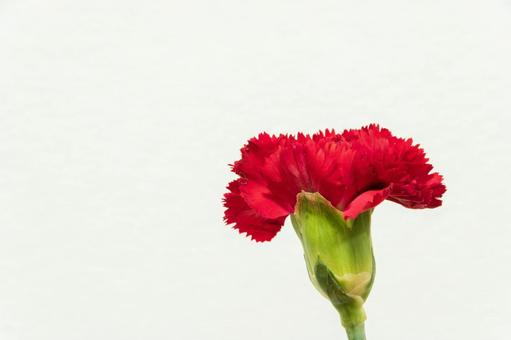 カーネーション 花,母の日,植物の写真素材