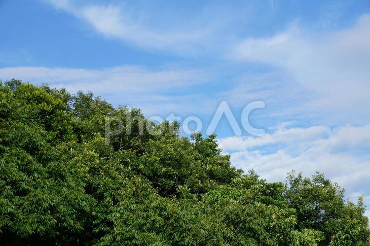 樹木 夏,夏空,風景の写真素材