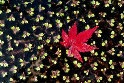 イチョウウキゴケと紅葉 紅葉,もみじ,イチョウウキゴケの写真素材