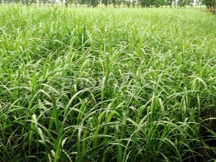 さとうきび畑 サトウキビ,砂糖黍,砂糖の写真素材
