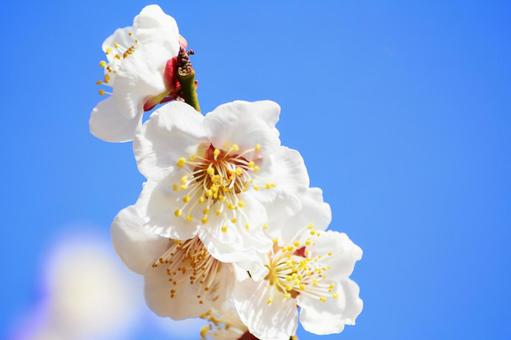 梅の花と青空 梅,はな,植物の写真素材
