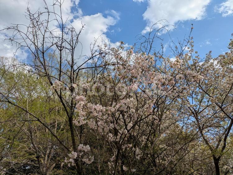 清明過ぎの横浜市都筑中央公園の桜の花 横浜市都筑区,総合公園,公園樹木の写真素材