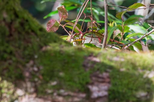 苔の幹に寄り添う若葉と赤葉 苔の幹に寄り添う若葉と赤葉 苔,木,葉の写真素材
