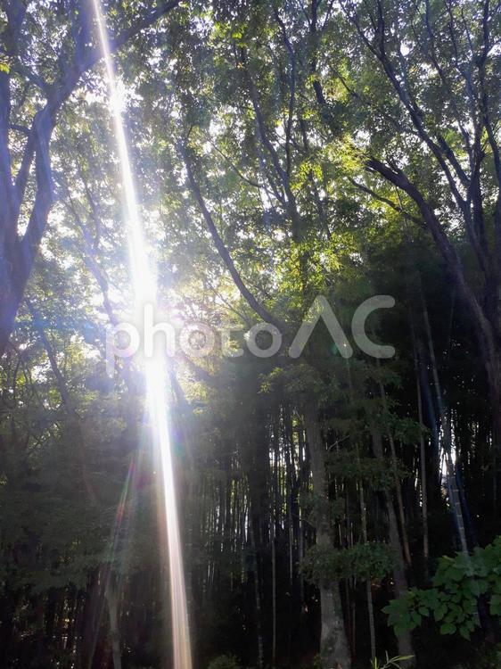 木漏れ日 木漏れ日,太陽光線,太陽の写真素材