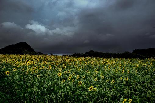 <五島風景>雨の中満開のヒマワリ畑の景色 <五島風景>雨の中満開のヒマワリ畑の景色 ひまわり,夏,花の写真素材
