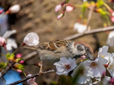 桜とスズメ 桜とスズメの写真
