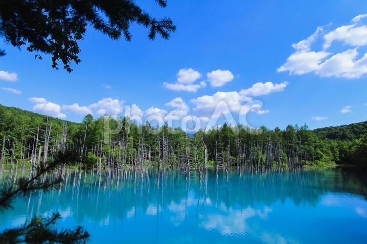 真夏の青い池 青い池,空,夏の写真素材