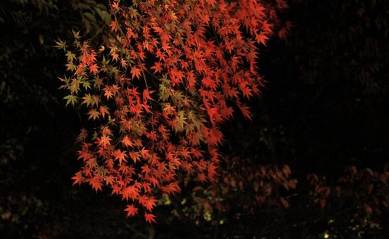 紅葉した夜の赤いもみじ 紅葉,もみじ,赤色の写真素材