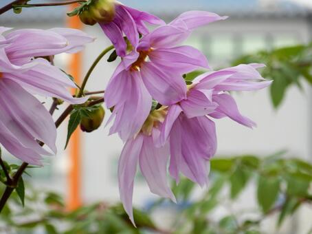 【花の写真】皇帝ダリア 皇帝ダリア,コウテイダリア,植物の写真素材