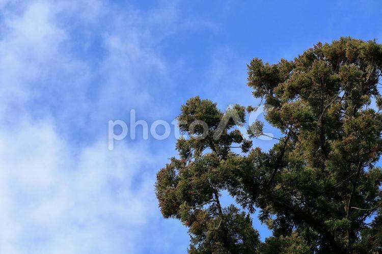青空と杉の木 杉,木,青空の写真素材