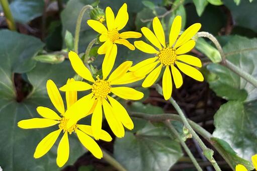 ツワブキの花 植物,宿根草,晩秋の写真素材