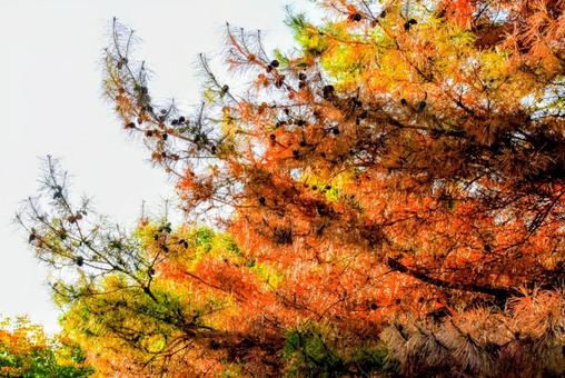 松の木と陽射しと陰 松,マツ科,樹木の写真素材