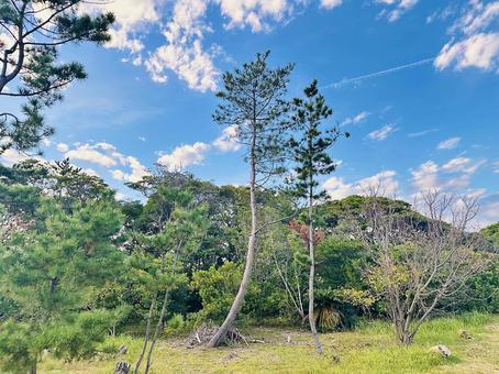 海岸　秋の岸辺　松　 海岸,沿岸,海の写真素材