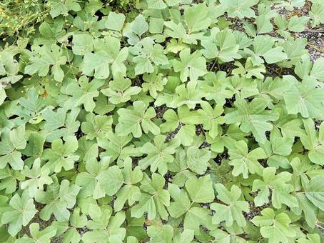 密生する緑の葉 葉,リーフ,緑色の写真素材