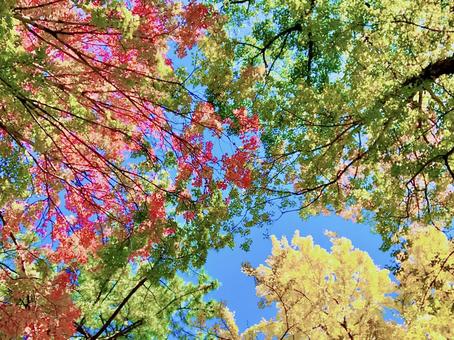 紅葉 紅葉の写真