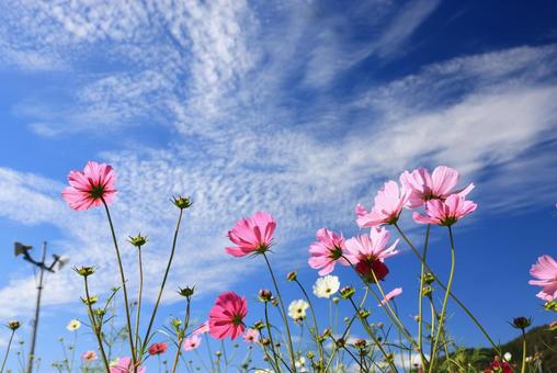 コスモス コスモス コスモス,こすもす,秋桜の写真素材