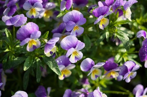 季節の花499 季節の花499の写真