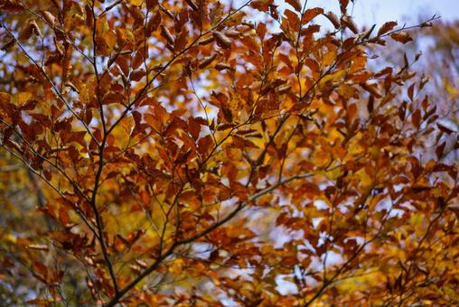 鮮やかな秋色 秋,紅葉,葉の写真素材