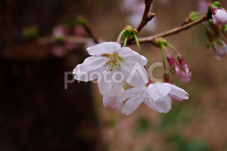 可憐なソメイヨシノ 桜,ソメイヨシノ,可憐の写真素材