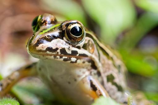 トノサマガエルのクローズアップ トノサマガエルのクローズアップ トノサマガエル,殿様蛙,かえるの写真素材