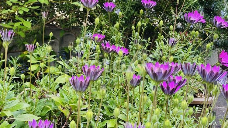 庭の美しい花、春のガーデニング 花,春,初夏の写真素材