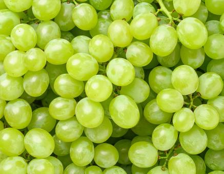 大量のマスカットを敷き詰めた背景素材 大量のマスカットを敷き詰めた背景素材の写真