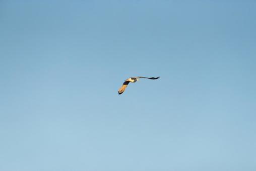 大空を優雅に舞うセグロカモメ 大空を優雅に舞うセグロカモメの写真