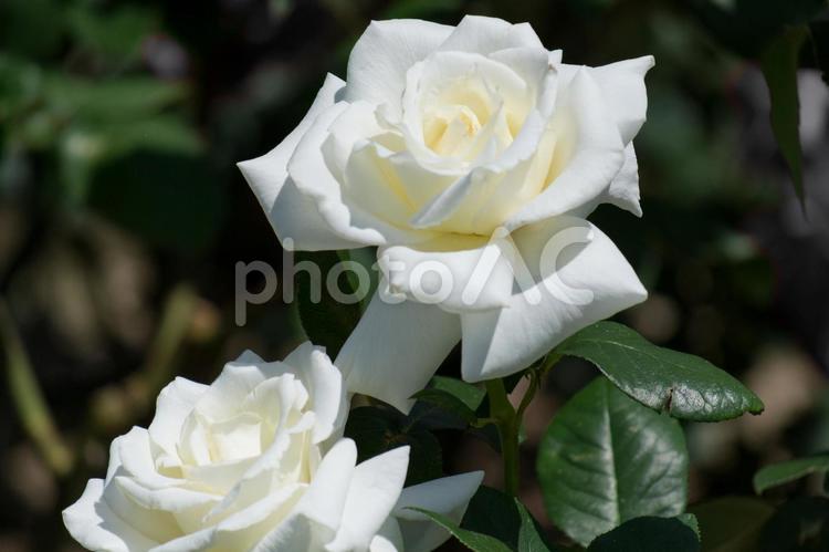 白いバラ 薔薇,ばら,バラの写真素材